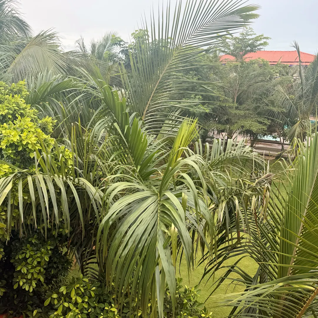 Vue sur le jardin exotique et ses palmiers