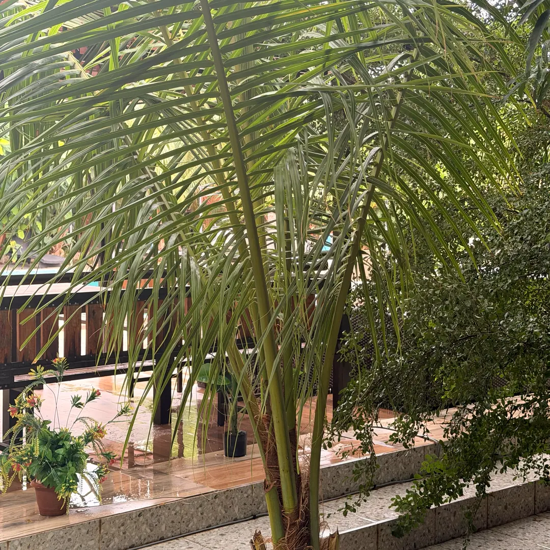 Palmier et terrasse en bois au bord de la piscine